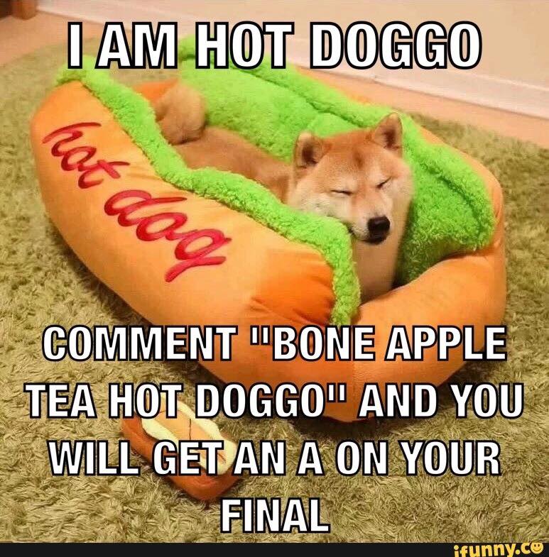 Hotdoggo.jpg